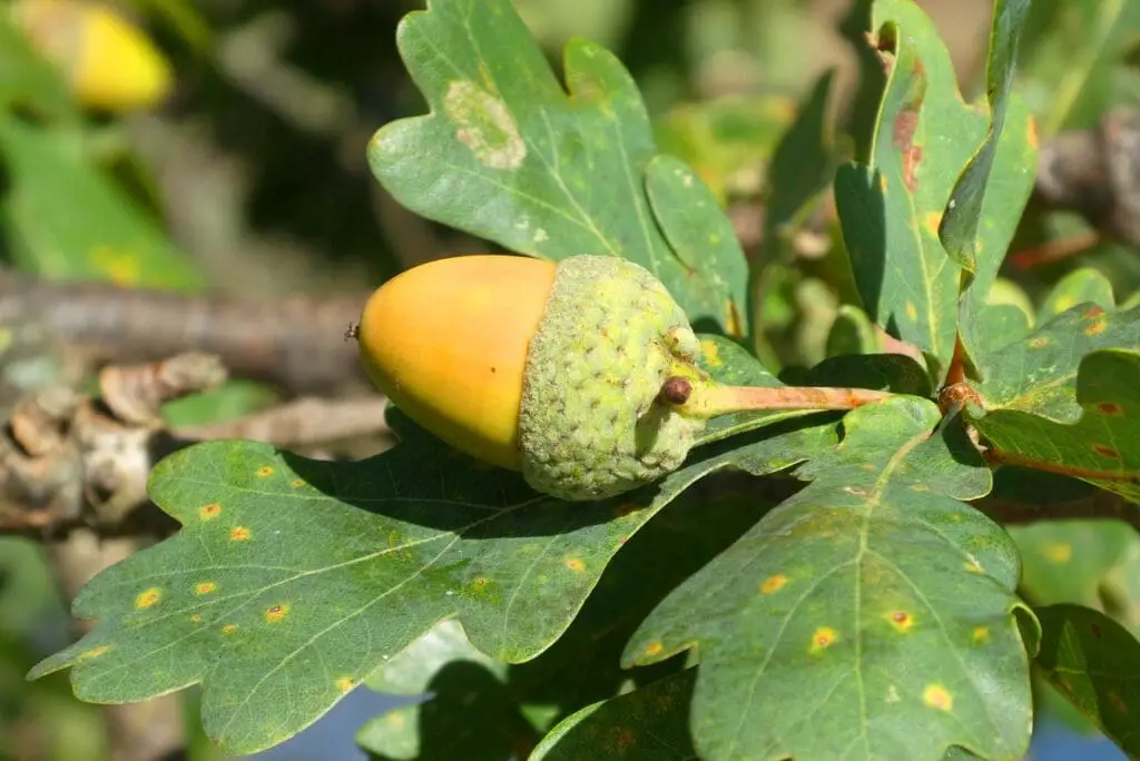 10 Easy Jerk Tofu Dinner Recipes 10 Easy Jerk Tofu Dinner Recipes