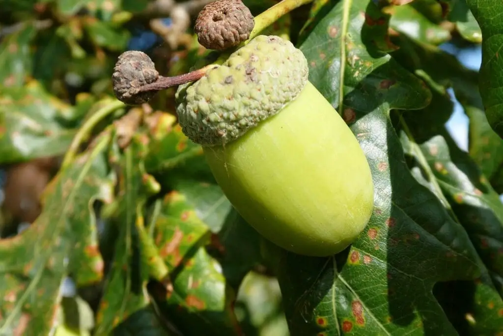 Spicy Jerk Sauce For Chips: Best Dips